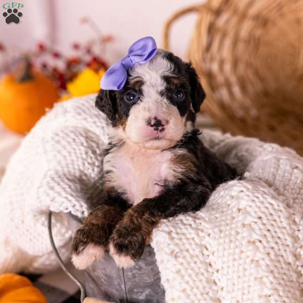 Helen, Bernedoodle Puppy